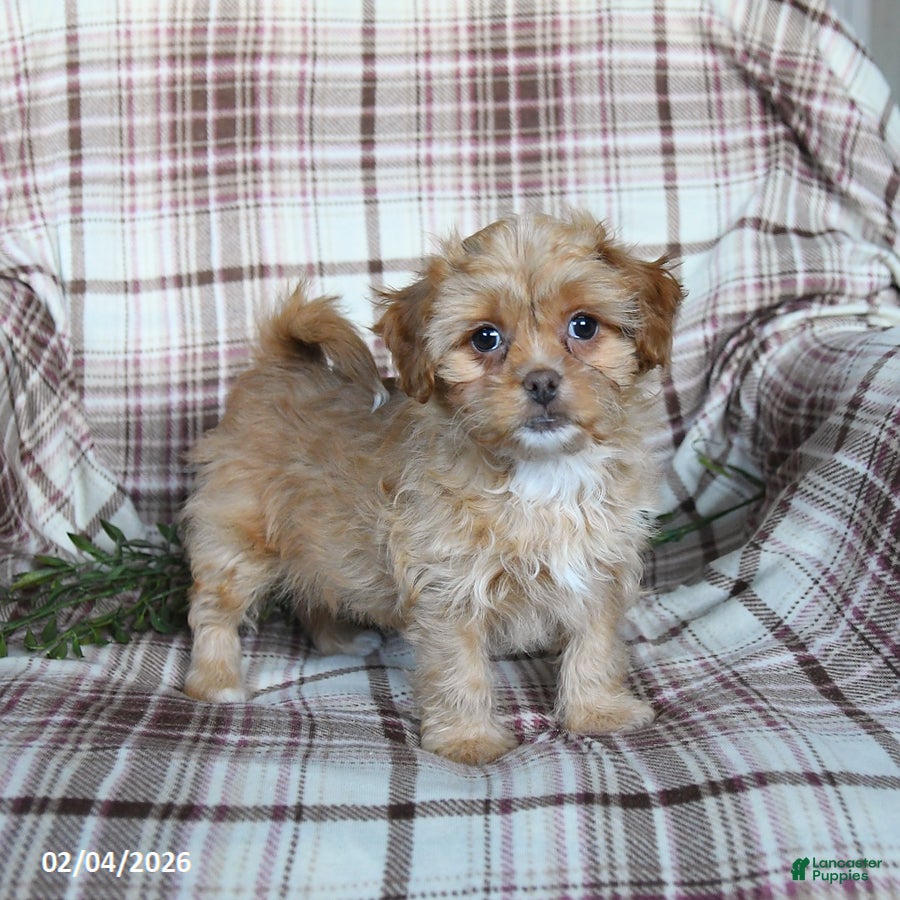 Shihpoo dogs Diamond - Ad 32