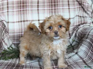 Shihpoo dogs Diamond - Ad 32