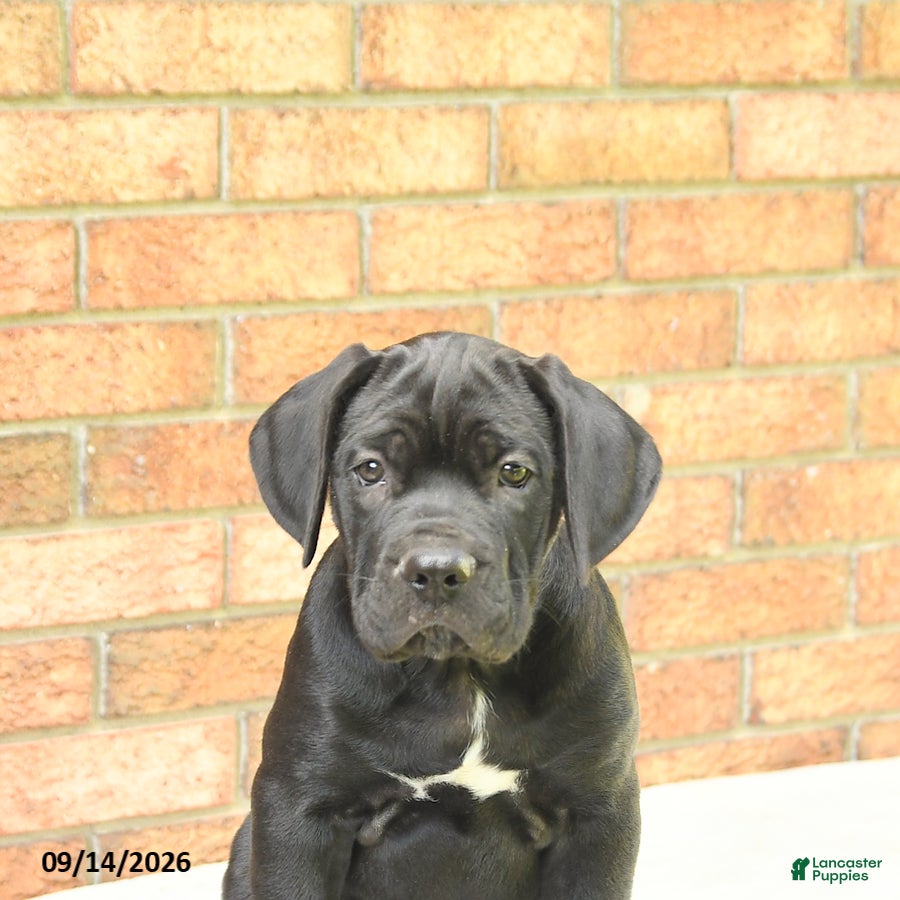 Cane Corso dogs Bear - Ad 2