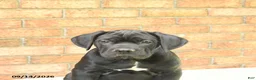 Cane Corso dogs for sale: Bear - Ad 2