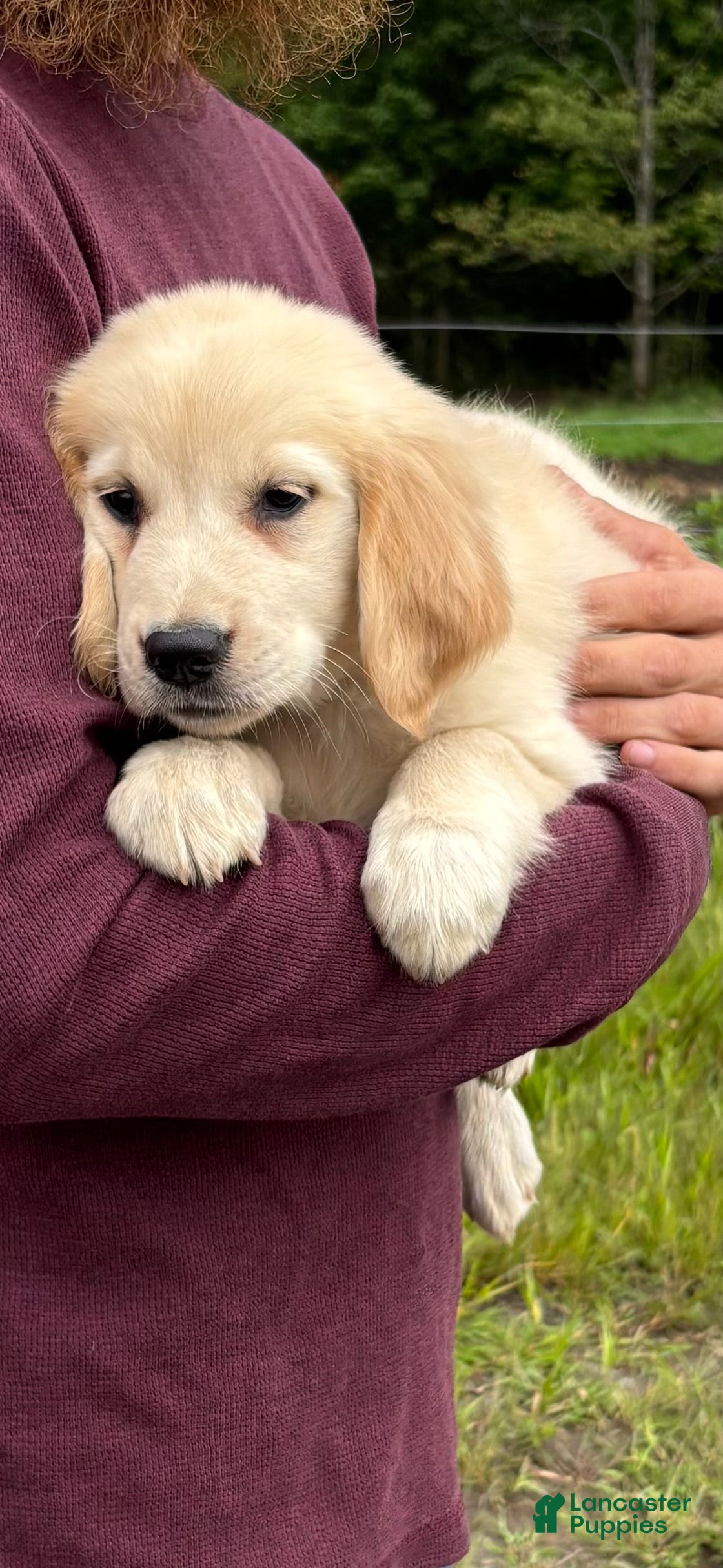 Golden Retriever dogs Claire - Ad 1