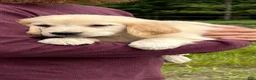 Golden Retriever dogs for sale: Claire - Ad 1