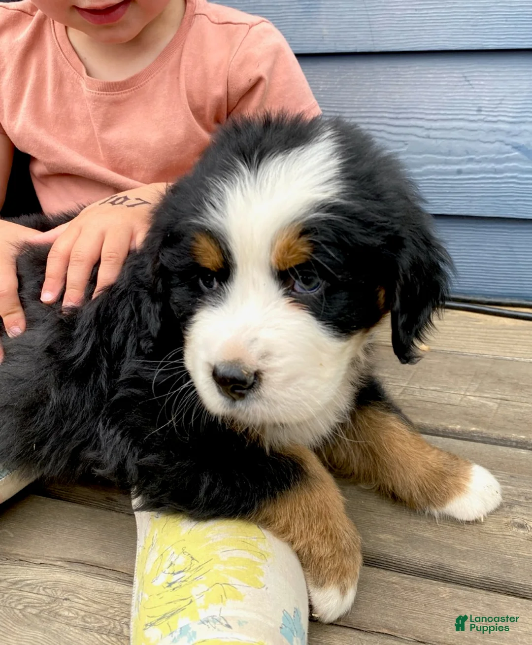 Bernese Mountain Dog dogs for sale: Boy 1 - Ad 2