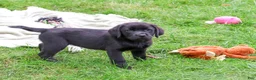 Labrador Retriever dogs for sale: Evangaline - Ad 1