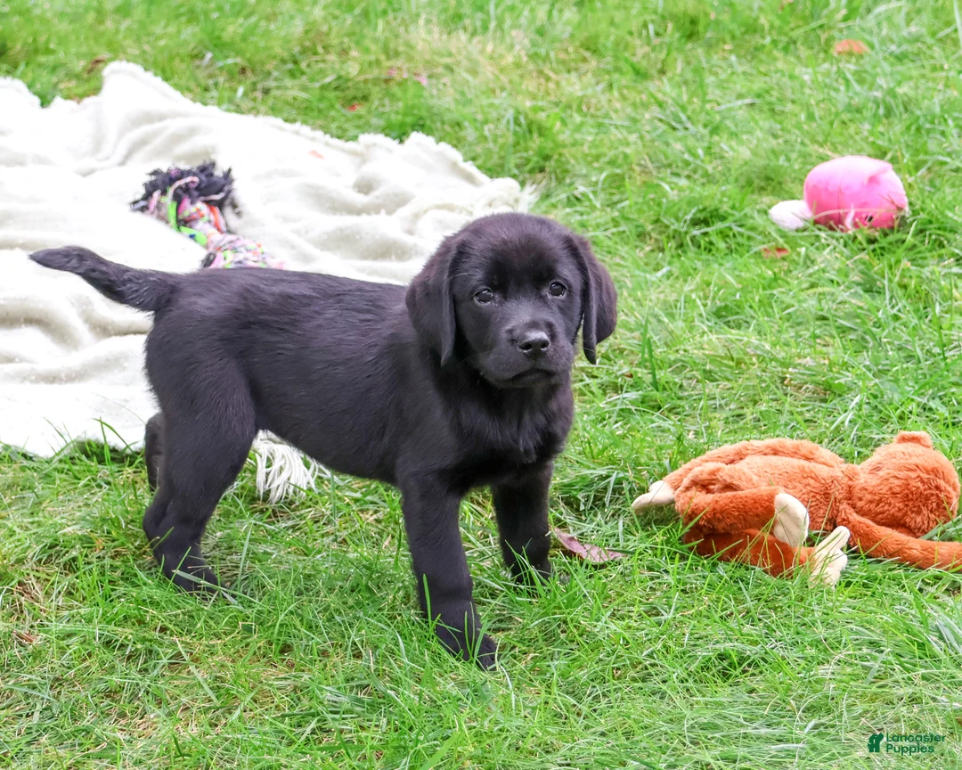 Labrador Retriever dogs for sale: Evangaline - Ad 1