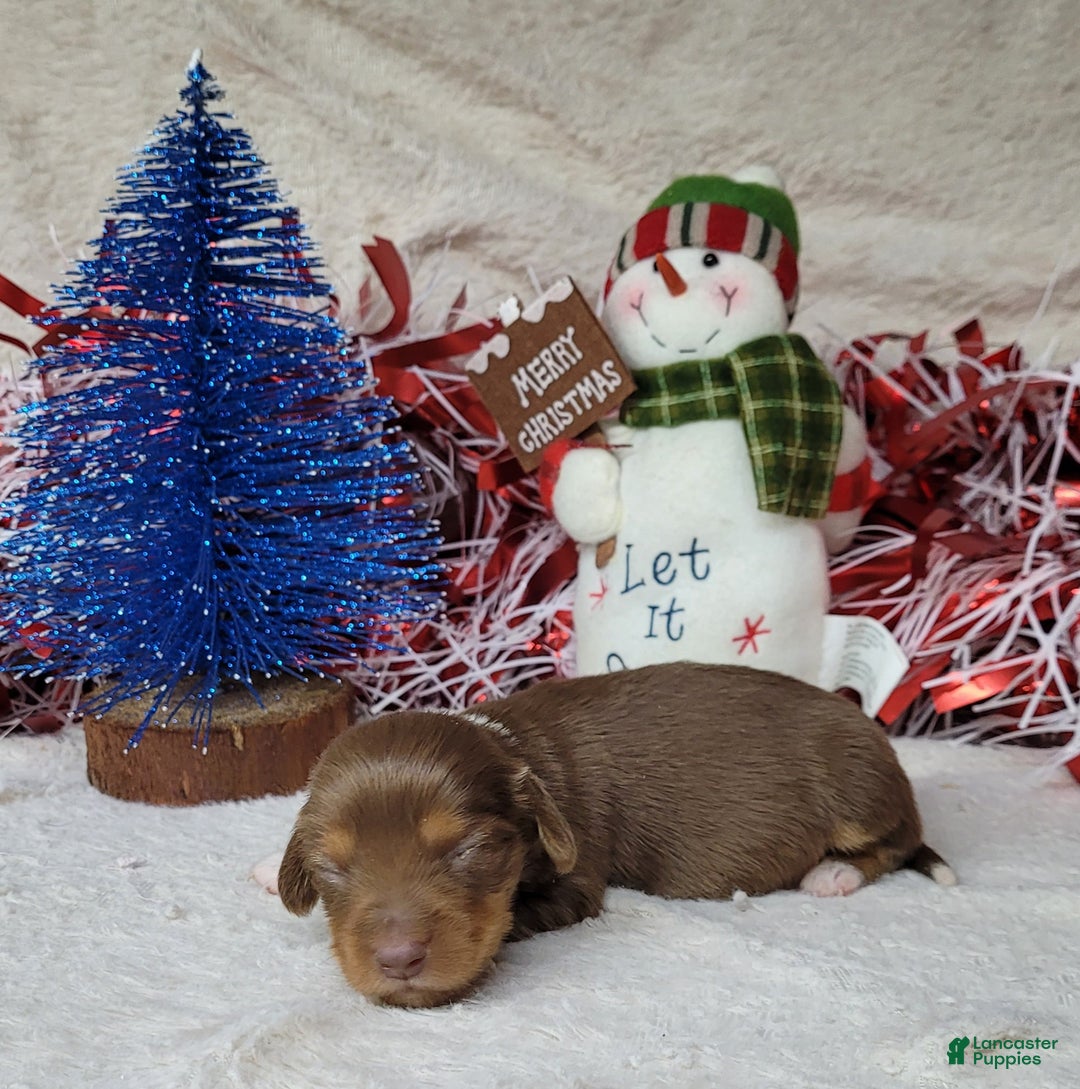 Miniature Dachshund dogs for sale: AKC Fang - Ad 3