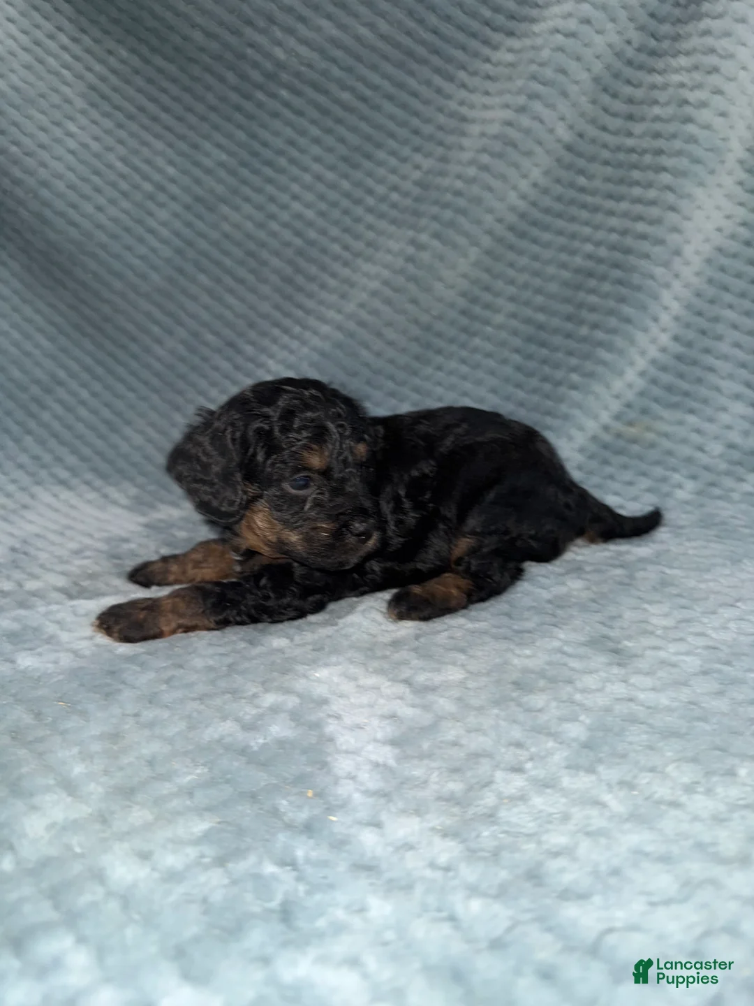 Cavapoo dogs for sale: Cavapoo Puppy 5 - Ad 5