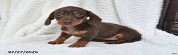Miniature Dachshund dogs for sale: Darla - Ad 4