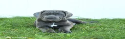 Cane Corso dogs for sale: Riggs - Ad 3