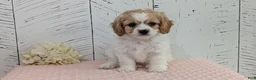 Cavapoo dogs for sale: Ziggy - Ad 8