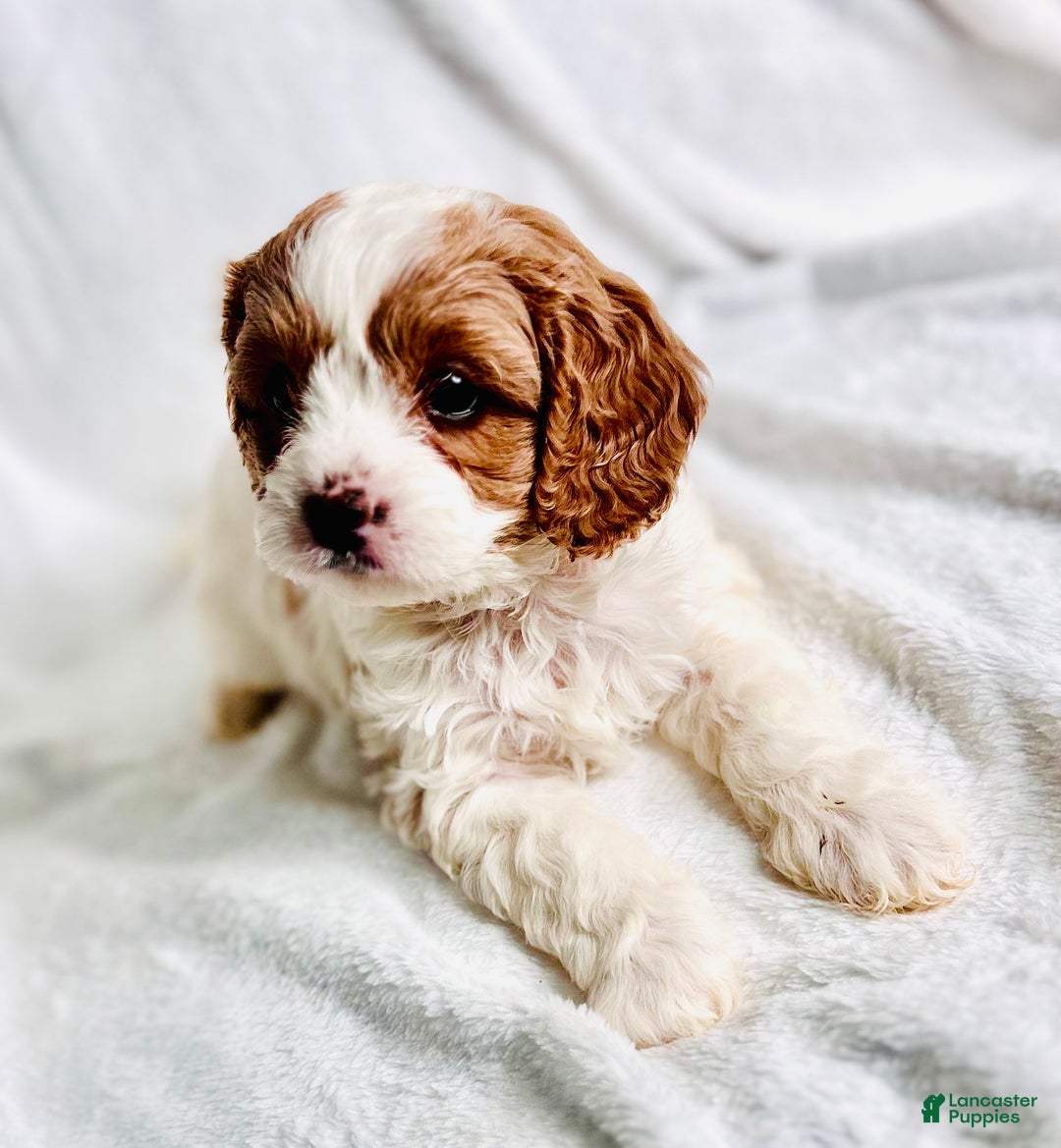 Cavapoo dogs for sale: Penelope - Ad 9