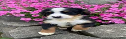 Bernese Mountain Dog dogs for sale: Dolly - Ad 6