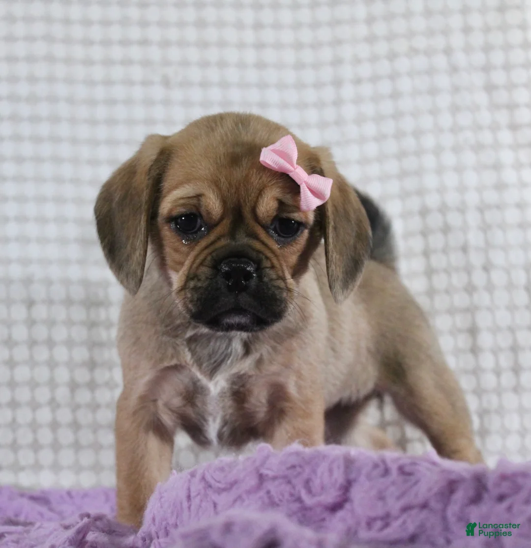 Puggle dogs for sale: Willow - Ad 5
