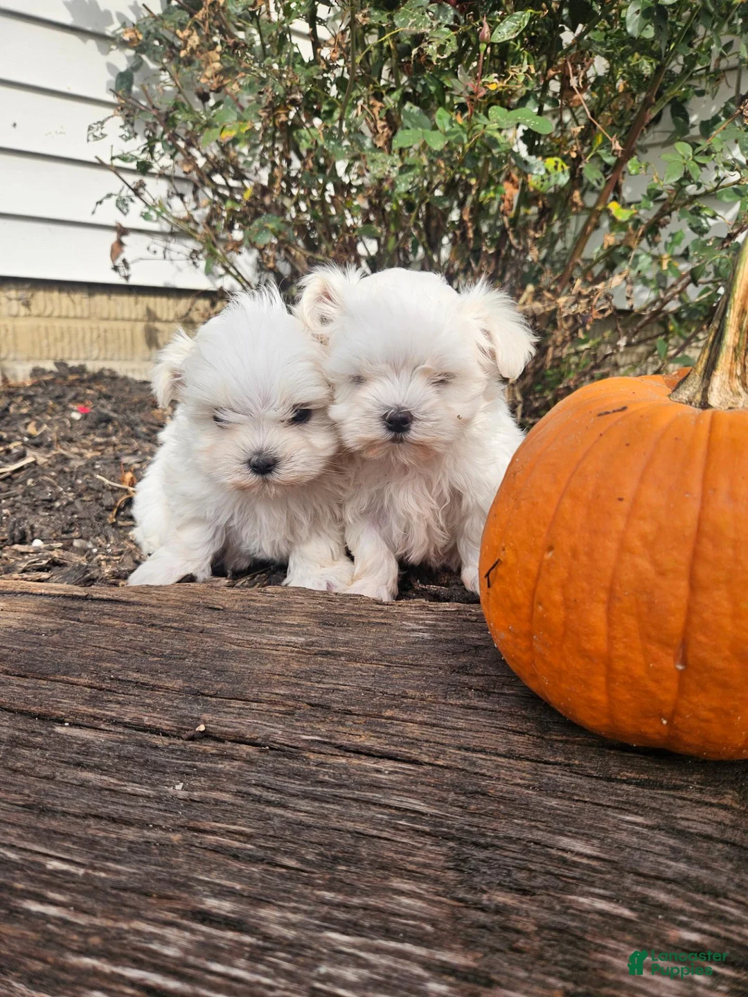 Maltese dogs for sale: Marley - Ad 3