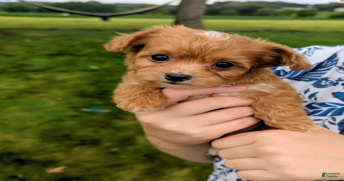 Chipoo Puppies for sale in Alexandria, Virginia | Lancaster Puppies