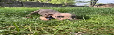 American Pit Bull Terrier 2