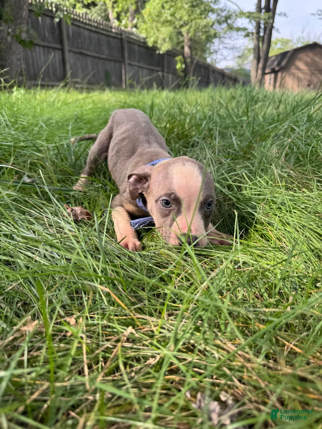 American Pit Bull Terrier dogs for sale: American Pit Bull Terrier 2 - Ad 1
