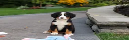 Bernese Mountain Dog dogs for sale: Josie - Ad 18