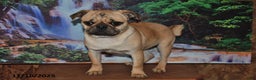 Pug dogs for sale: Sparky - Ad 3