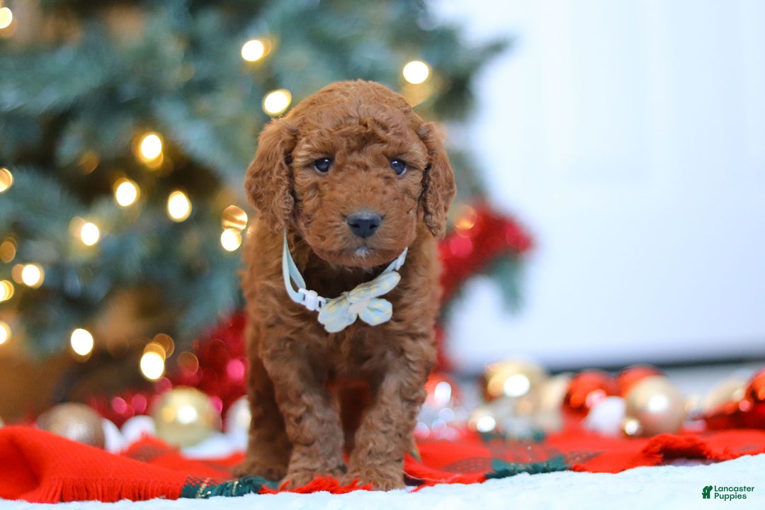 Mixed Breed dogs for sale: Gordon – Male (M7928) - Ad 1