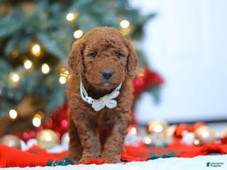 Mini Goldendoodle dogs Gordon – Male (M7928) - Ad 33