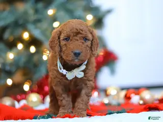 Mini Goldendoodle dogs Gordon – Male (M7928) - Ad 42