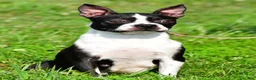 Boston Terrier dogs for sale: Izzy - Ad 8