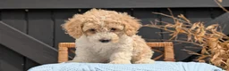 Havapoo dogs for sale: Milo - Ad 5