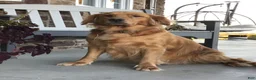 Goldendoodle dogs for sale: Dandy - Ad 5