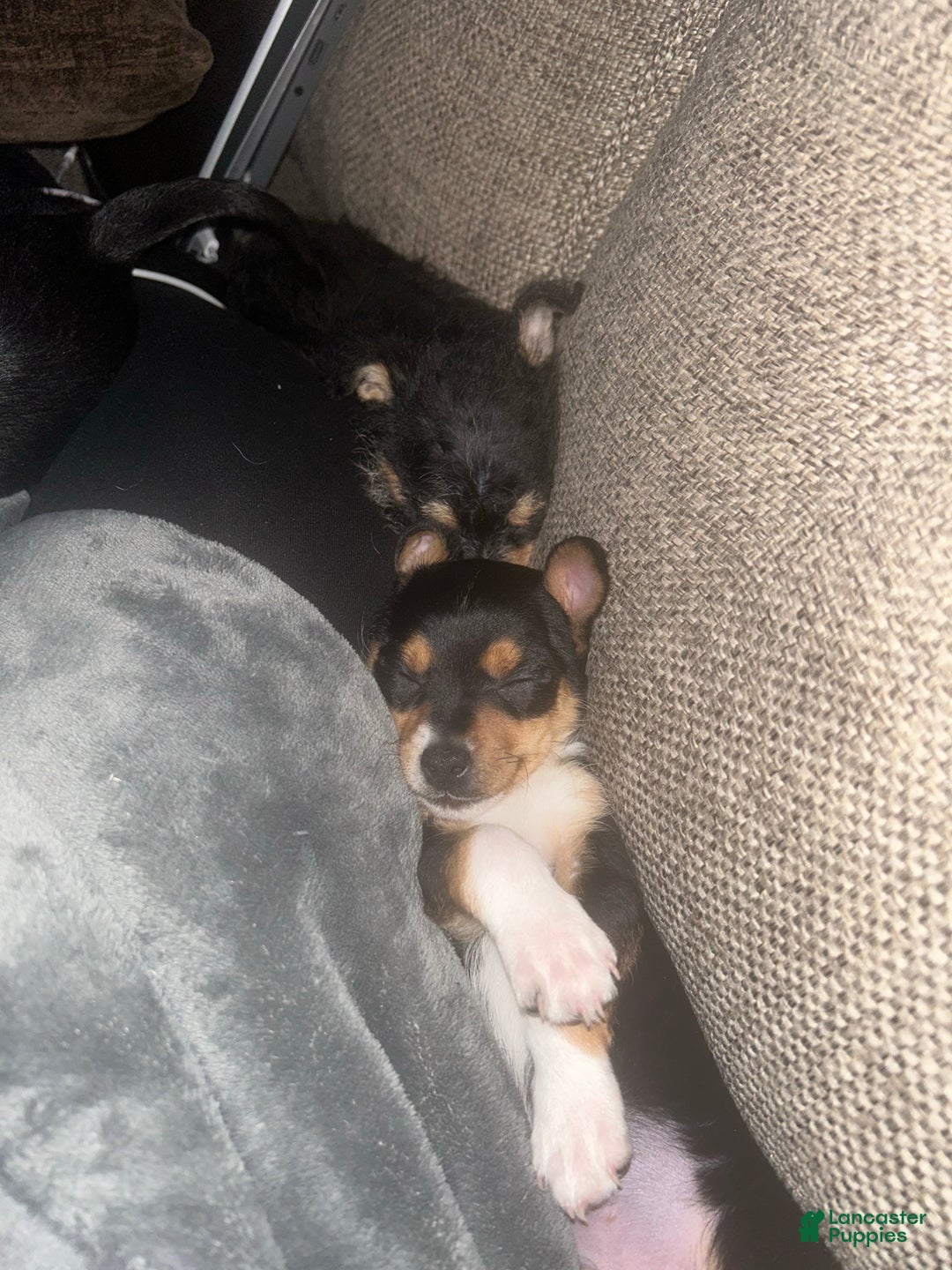 Gallery Image {{count}}