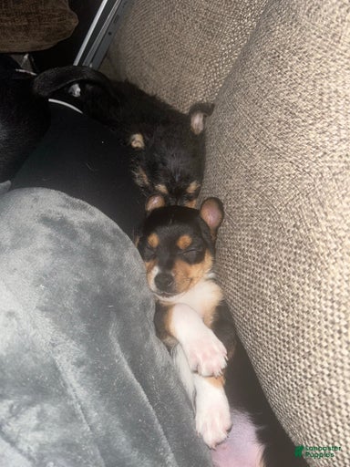 Gallery Image {{count}}