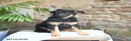 German Shepherd dogs for sale: Nikki - Ad 4