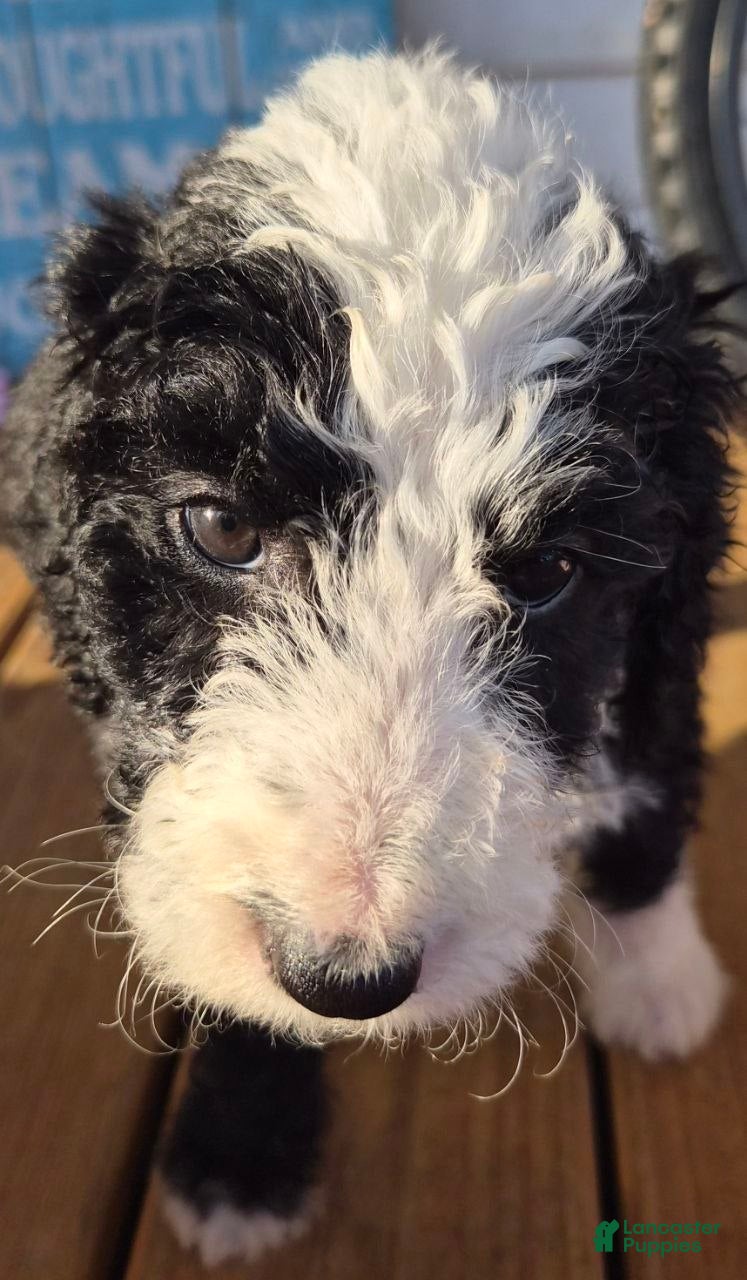Goldendoodle dogs Lola - Ad 2