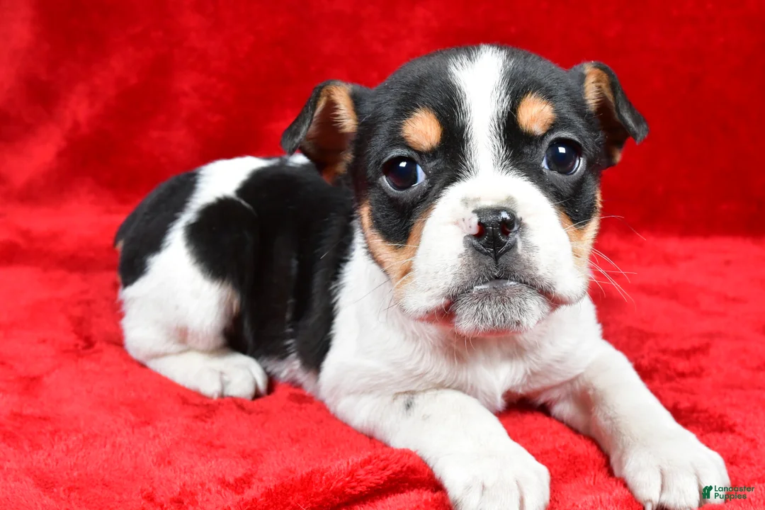 Beabull dogs for sale: Roxy - Ad 8