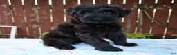 Giant Schnauzer dogs for sale: Lorraine - Ad 6