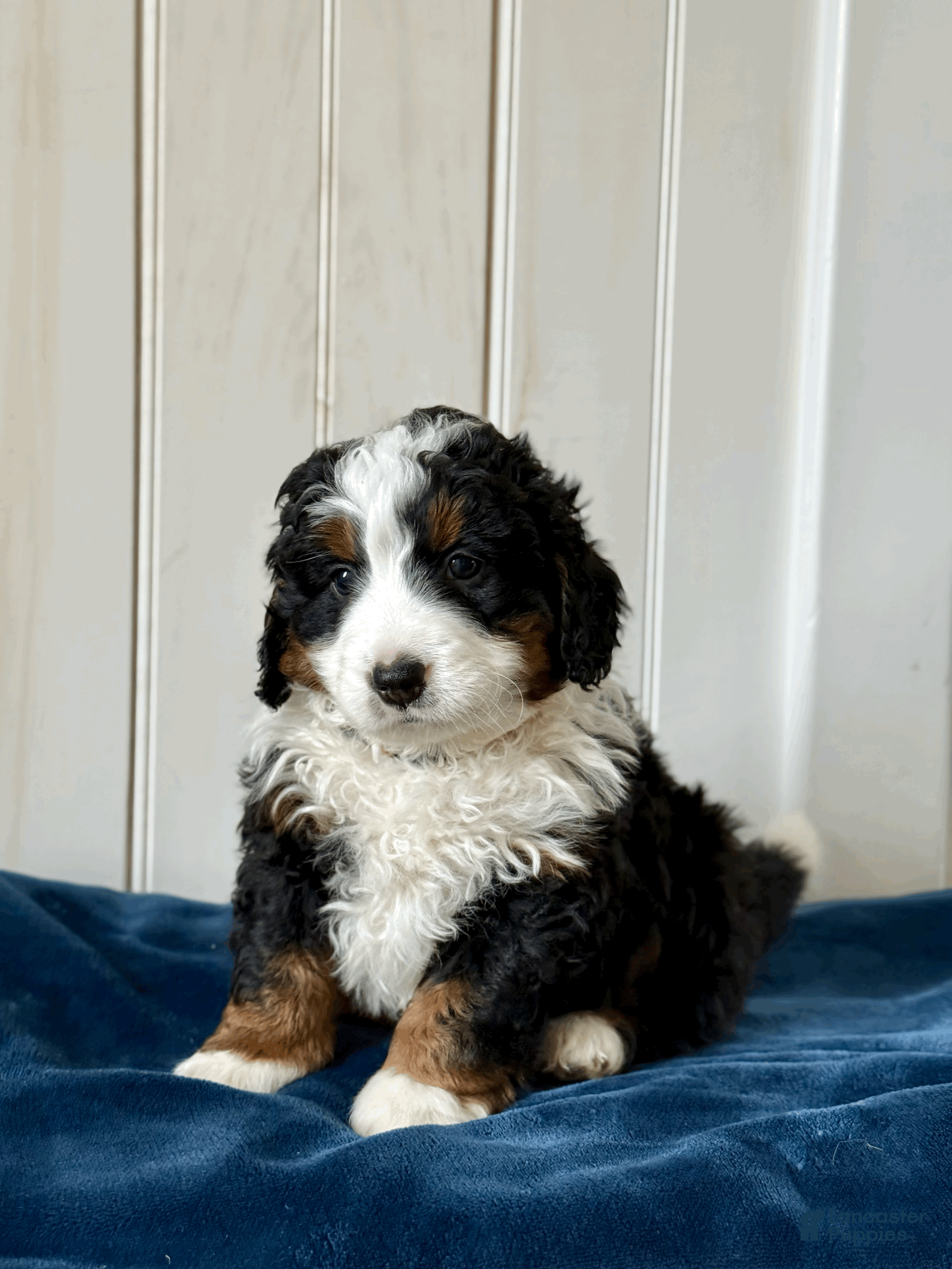 Mini Bernedoodle dogs Louie - Ad 2