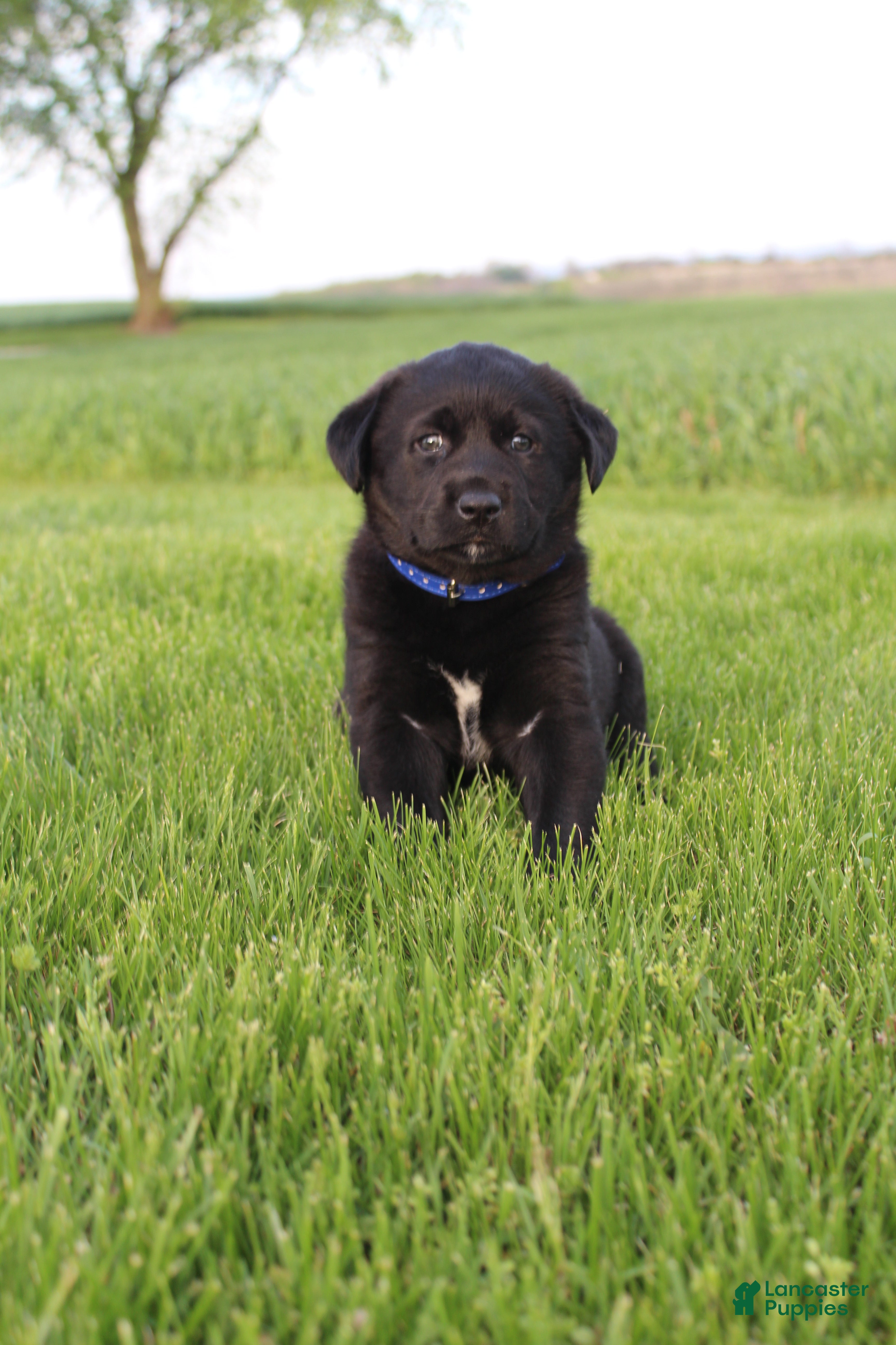 Mixed Breed dogs Eclipse - Ad 2