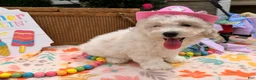 Bichpoo dogs for sale: Samantha  - Ad 1