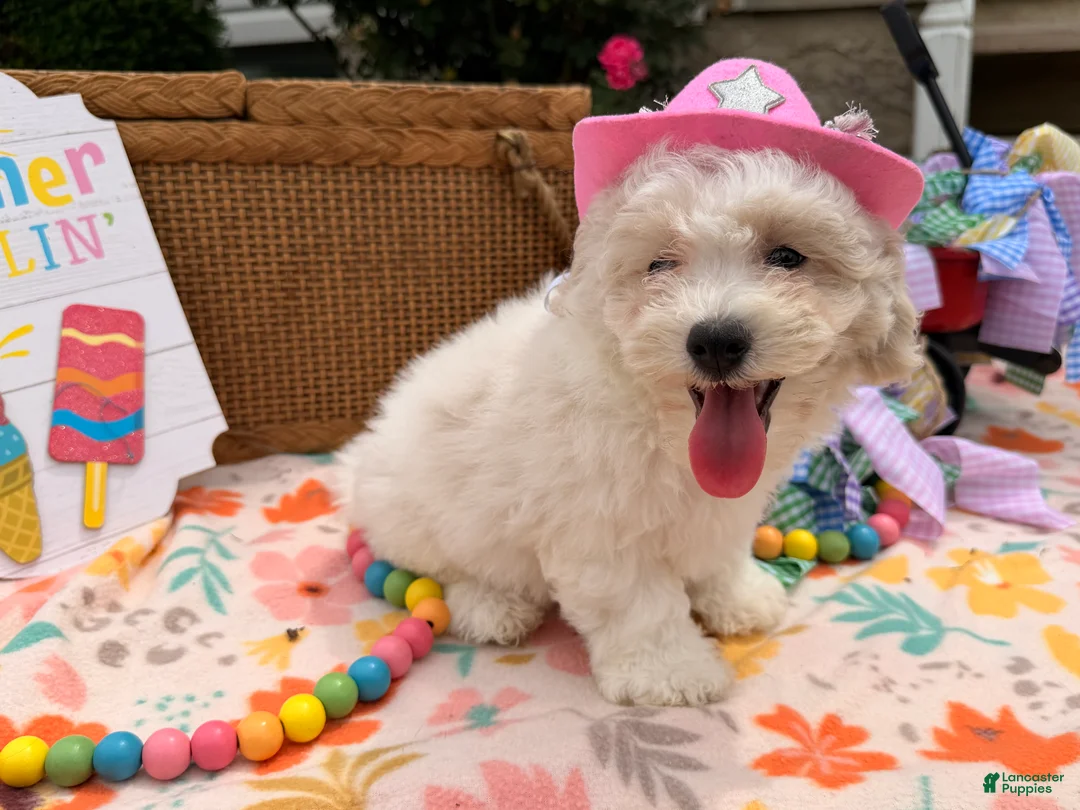 Bichpoo dogs for sale: Samantha  - Ad 1