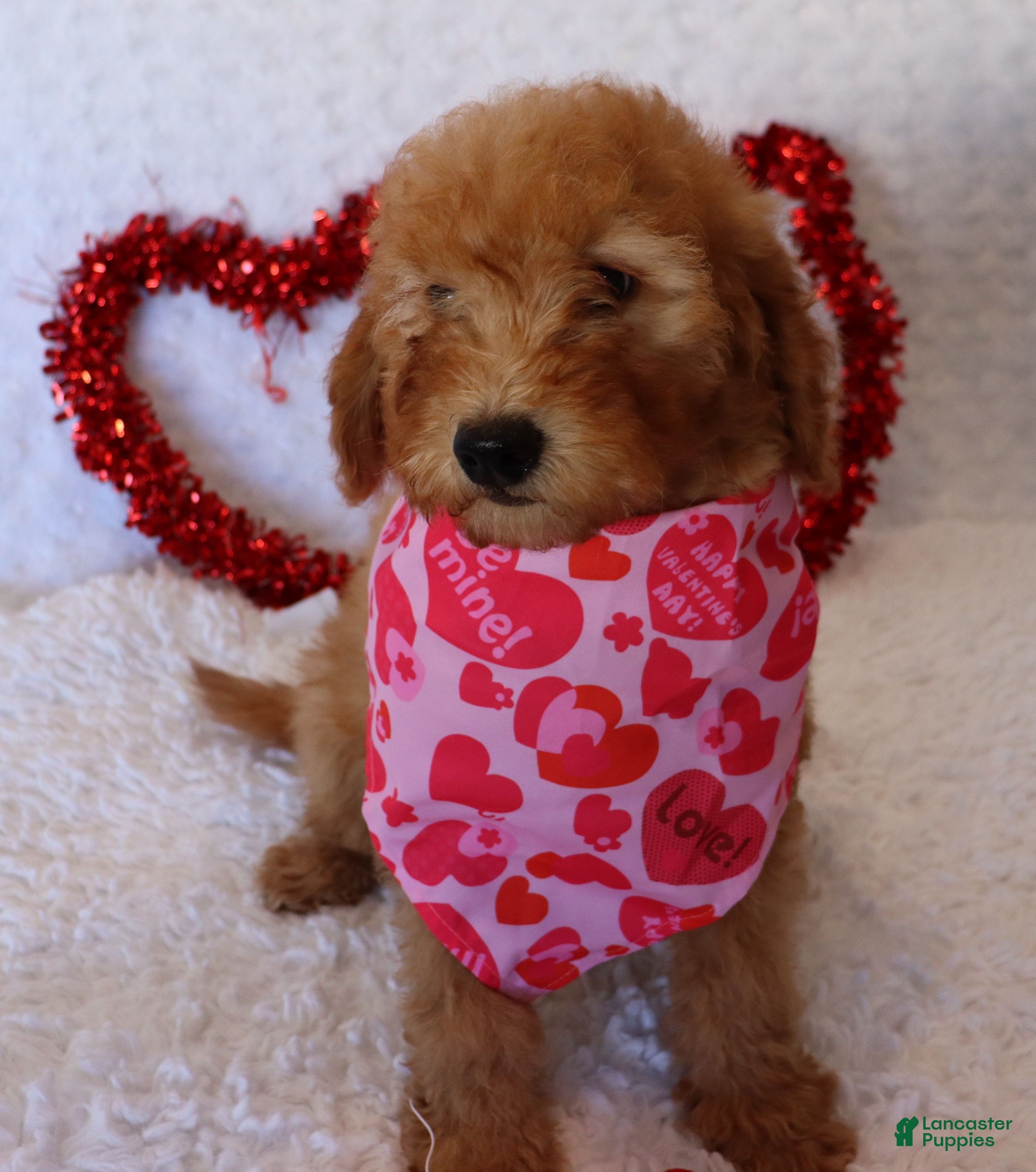 Mini Goldendoodle dogs Molly - Ad 41