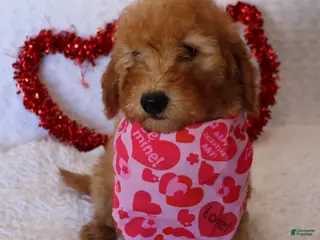 Mini Goldendoodle dogs Molly - Ad 41