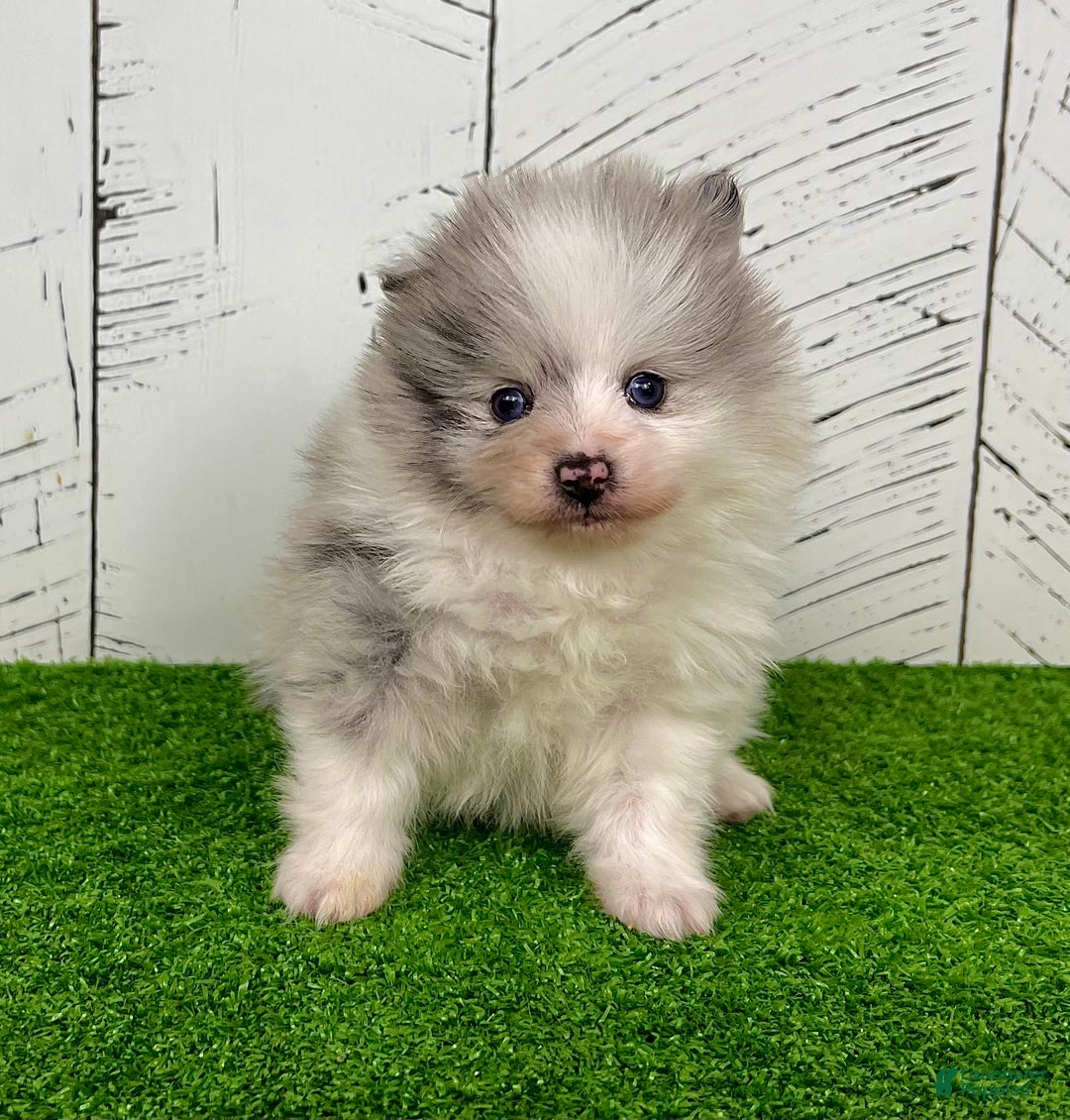 Pomeranian dogs for sale: Teddy - Ad 4