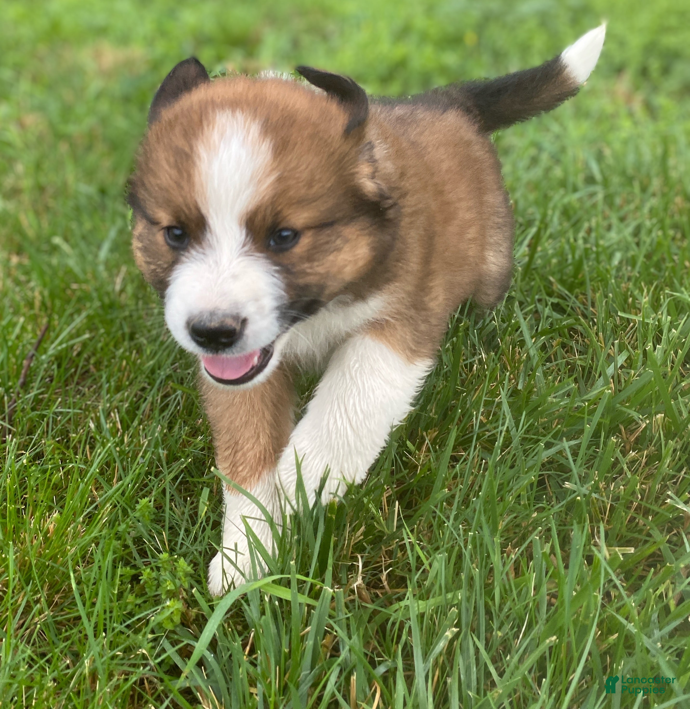 Mixed Breed dogs for sale: ♥️SWEET RIVER♥️ - Ad 8