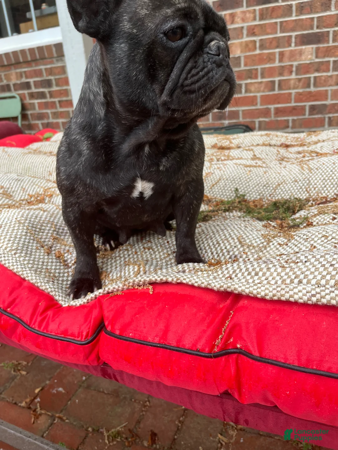 French Bulldog dogs for sale: French Bulldog Puppy 1 - Ad 2