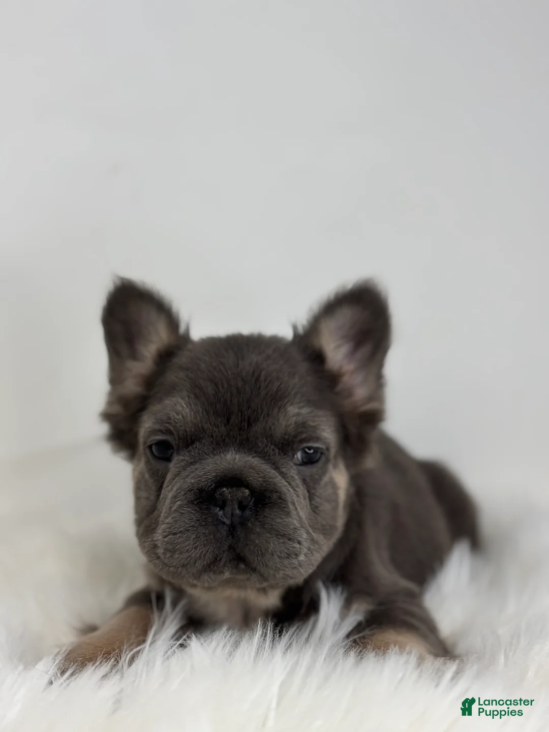 French Bulldog dogs for sale: Preston - Ad 4