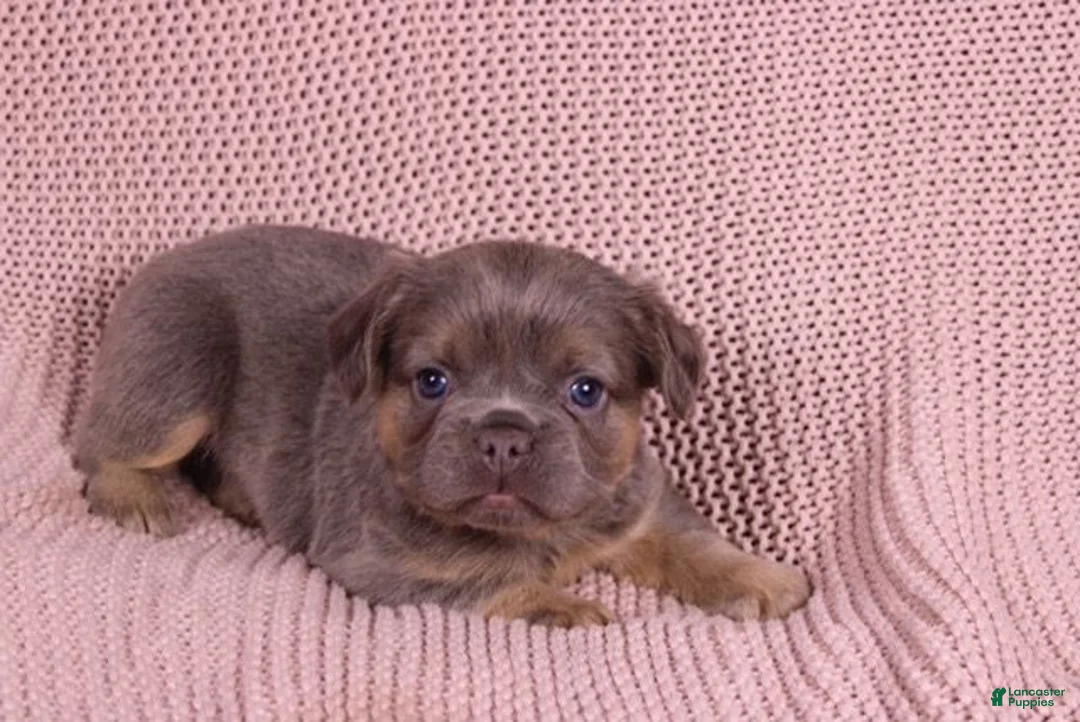 French Bulldog dogs for sale: Jane - Ad 2