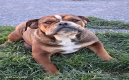 Mixed Breed dogs for sale: Macey - Image 11