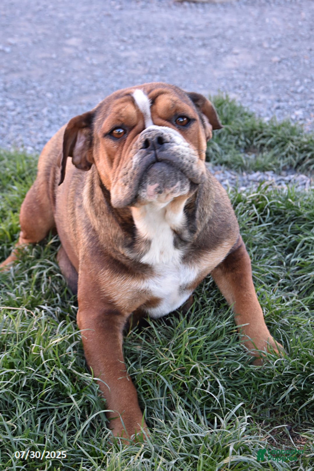 Mixed Breed dogs for sale: Maxie - Ad 10