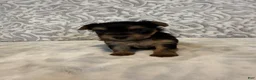 Yorkshire Terrier dogs for sale: Ivory - Ad 3