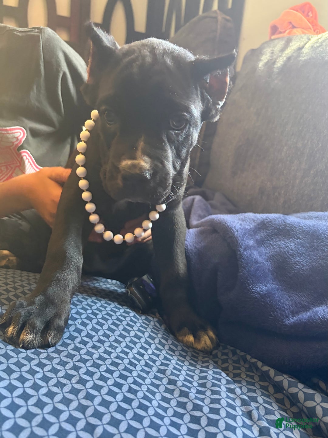 Cane Corso dogs for sale: Garcia - Ad 3